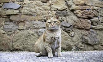 gato malhado de rua laranja foto