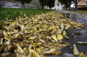Outono folhas chão