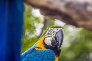 pássaros brasileiros ao ar livre