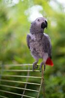 bonito e a mais inteligente africano cinzento papagaio jaco foto