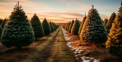 Natal árvore crescendo dentro uma berçário perto a floresta. árvores para a feriado. fechar-se tiro - ai gerado imagem foto