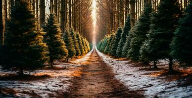 Natal árvore crescendo dentro uma berçário perto a floresta. árvores para a feriado. fechar-se tiro - ai gerado imagem foto