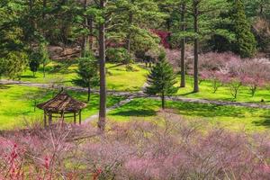 paisagem de fazenda wuling com flor de ameixa em taichung, taiwan foto