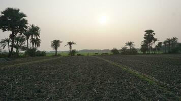 colheita campo em a nascer do sol foto