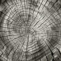 detalhado textura do árvore latido dentro monocromático com a orgânico sentir, ideal para de Meio Ambiente campanhas ai generativo foto