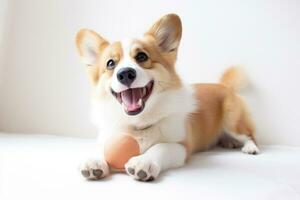 fofa galês corgi cachorro jogando tênis bola. engraçado fofa cachorro jogar brinquedo. foto