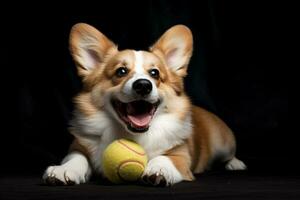 fofa galês corgi cachorro jogando tênis bola. engraçado fofa cachorro jogar brinquedo. foto