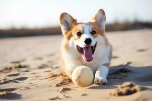 fofa galês corgi cachorro jogando tênis bola. engraçado fofa cachorro jogar brinquedo. foto