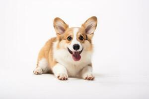 fofa galês corgi cachorro isolar em branco fundo foto