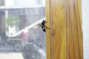 uma vespa abelha vôo perto uma janela dentro a cedo Primavera. foto