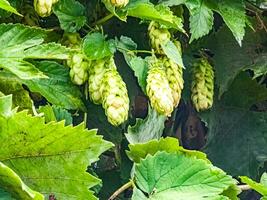 amadurecimento dentro outono do fresco verde pulo cones em uma ramo. usava para fazer cerveja, pão, dentro medicamento, farmacologia, fechar-se foto