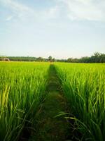 verde arroz Campos dentro uma Largo arroz campo dentro a campo foto