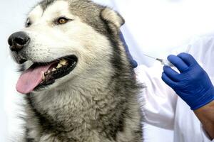 fechar-se do uma cachorro em vacinação. uma veterinário dá a injeção do a alaskan malamute. foto