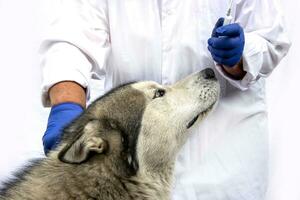 fechar-se do uma cachorro em vacinação. uma veterinário dá a injeção do a alaskan malamute. foto