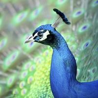 uma colorida pavão com uma azul e verde cauda. ai generativo foto