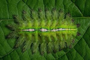 traça larva verde foto