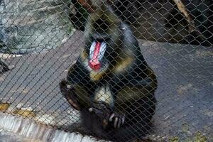 seletivo foco do mandril macaco sentado dentro dele cela dentro a tarde. ótimo para educando crianças sobre selvagem animais. foto