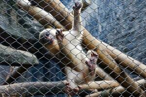 seletivo foco do mandril macaco sentado dentro dele cela dentro a tarde. ótimo para educando crianças sobre selvagem animais. foto