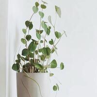 ceropegia madeiraii Além disso chamado corda do corações ou cadeia do corações, moderno casa plantar dentro uma vaso de flores contra branco parede, vertical. ai generativo foto