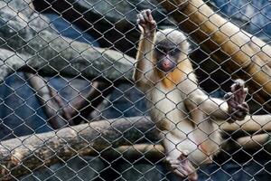 seletivo foco do mandril macaco sentado dentro dele cela dentro a tarde. ótimo para educando crianças sobre selvagem animais. foto