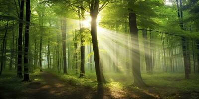 lindo raios do luz solar dentro uma verde floresta. generativo ai foto