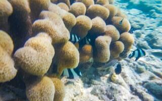 snorkeling embaixo da agua Visualizações peixe corais turquesa água Rasdhoo ilha Maldivas. foto