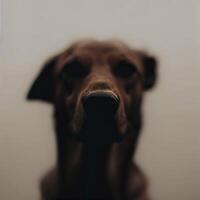 minimalista retrato do uma cachorros face capturado contra. ai generativo foto