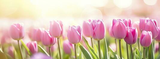 lindo Rosa tulipa em uma borrado Primavera ensolarado fundo. generativo ai foto