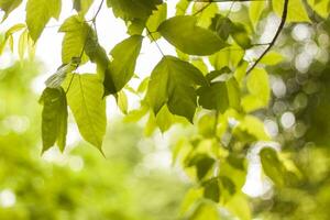 fechar-se Visão do uma verde folha em uma borrado verde fundo dentro uma jardim com uma cópia de do a espaço, usando Como uma fundo natural verde plantas paisagem, ecologia, foto