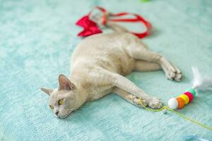 uma doméstico gato do birmanês raça, brincalhão e ativo, dentro uma cidade apartamento prédio. O amor é brinquedos e arcos. a olhos do uma feliz animal jogando e querendo para ataque. foto