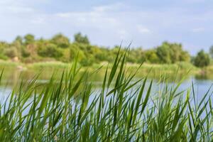 pampas Relva em a lago, juncos, bengala sementes. a palhetas em a lago estão balançando dentro a vento contra a fundo do a azul céu e água. foto