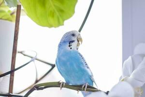 uma lindo azul periquito senta sem uma cela em uma casa plantar. tropical pássaros às lar. foto