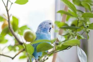 uma lindo azul periquito senta sem uma cela em uma casa plantar. tropical pássaros às lar. foto