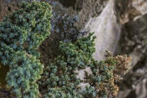 fechar-se Visão do uma verde folha em uma borrado verde fundo dentro uma jardim com uma cópia de do a espaço, usando Como uma fundo natural verde plantas paisagem, ecologia, foto