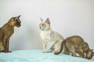 uma doméstico gato do birmanês raça, brincalhão e ativo, dentro uma cidade apartamento prédio. O amor é brinquedos e arcos. a olhos do uma feliz animal jogando e querendo para ataque. foto