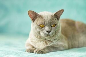 uma doméstico masculino birmanês gato, cinzento com amarelo olhos, dentro uma cidade apartamento prédio. natural habitat. foto