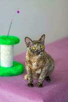 uma doméstico gato do birmanês raça, brincalhão e ativo, dentro uma cidade apartamento prédio. O amor é brinquedos e arcos. a olhos do uma feliz animal jogando e querendo para ataque. foto