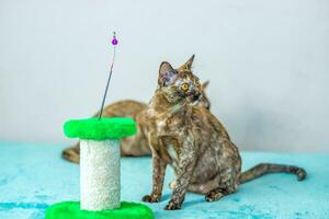 uma doméstico gato do birmanês raça, brincalhão e ativo, dentro uma cidade apartamento prédio. O amor é brinquedos e arcos. a olhos do uma feliz animal jogando e querendo para ataque. foto