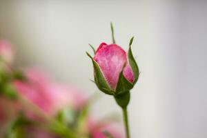 Rosa rosas em uma flor cama em uma ensolarado dia. fechar-se em borrado vegetação com copiando do espaço, usando Como uma fundo a natural paisagem, ecologia, fresco papel de parede conceitos. foto