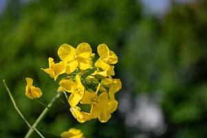 colza amarela ou flores de canola, cultivadas para o óleo de colza foto