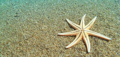 estrelas do mar dentro a mar estrelas do mar em a areia embaixo da agua foto