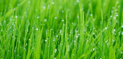 orvalho em a Relva fechar acima foto água gotas em verde Relva chuva em a Relva