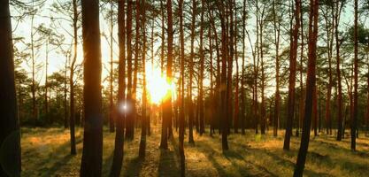 pôr do sol dentro a pinho floresta a tarde céu é laranja floresta dentro verão 3d ilustração foto