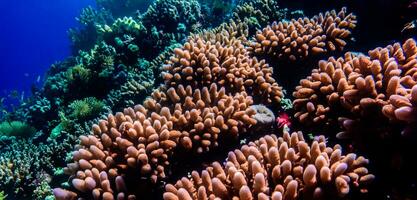 coral embaixo da agua mar embaixo da agua ecossistema foto