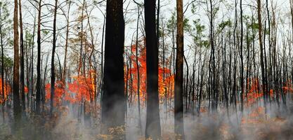 floresta fogo fogo árvore em a Colina vermelho chamas queimando árvore galhos coberto dentro fumaça foto