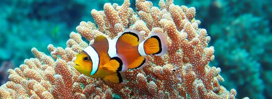 palhaço peixe e coral embaixo da agua anêmona peixe vida dentro a mar 3d ilustração foto