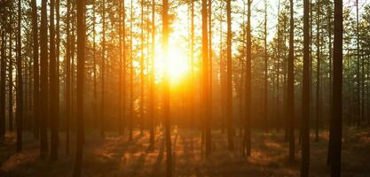 pôr do sol dentro a pinho floresta a tarde céu é laranja floresta dentro verão 3d ilustração foto