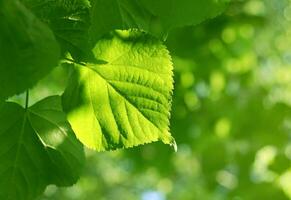 fresco verde folha do tília árvore brilhando dentro luz solar, natural Primavera fundo foto