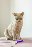 uma doméstico gato do birmanês raça, brincalhão e ativo, dentro uma cidade apartamento prédio. O amor é brinquedos e arcos. a olhos do uma feliz animal jogando e querendo para ataque. foto