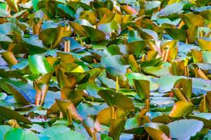 verde lótus folhas dentro água lagoa para uma fundo. foto